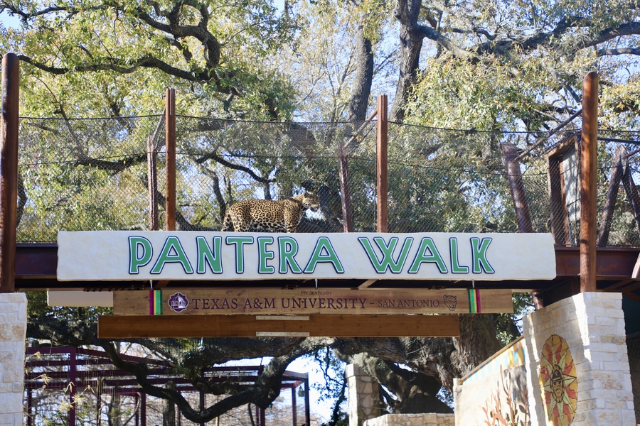 SAZ_PanteraWalk-2