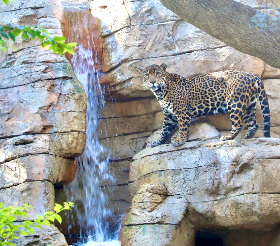 SAZ_jaguar