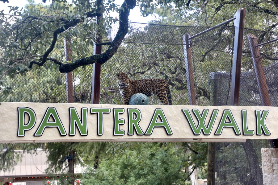 SAZ_PanteraWalk