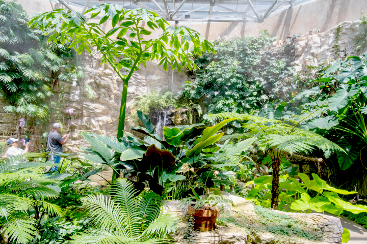 SABG_fern-grotto