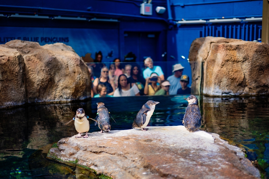 BirchAquarium_LittleBluePenguins-115