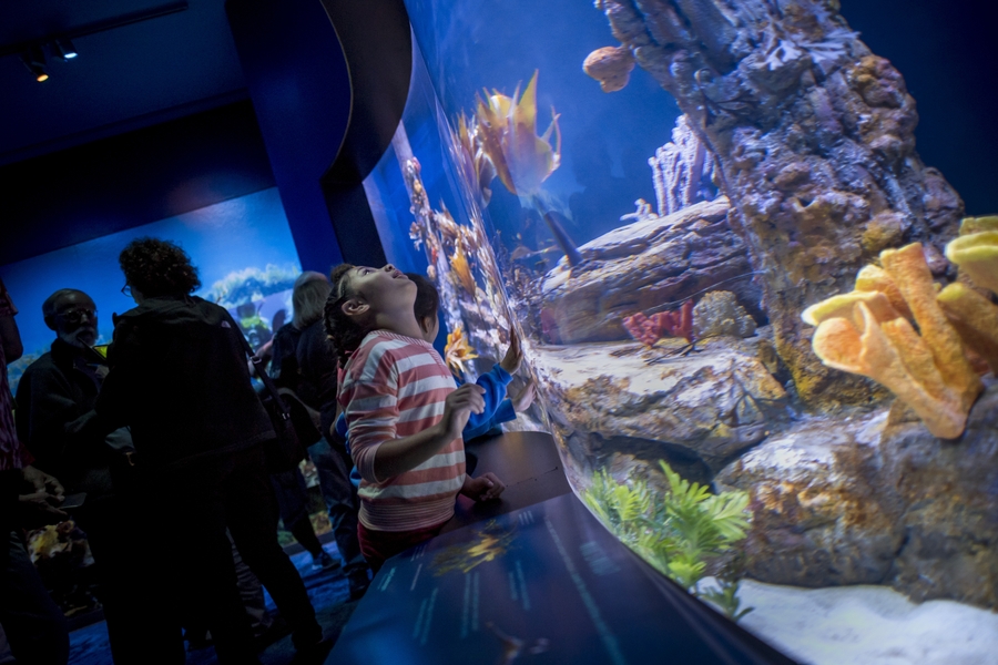 BirchAquarium_SeadragonsandSeahorse (2)
