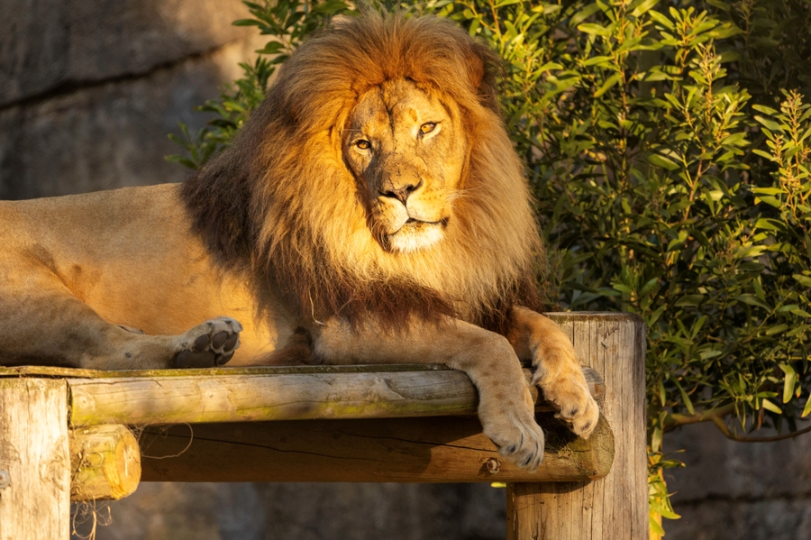SFZ_African-lion