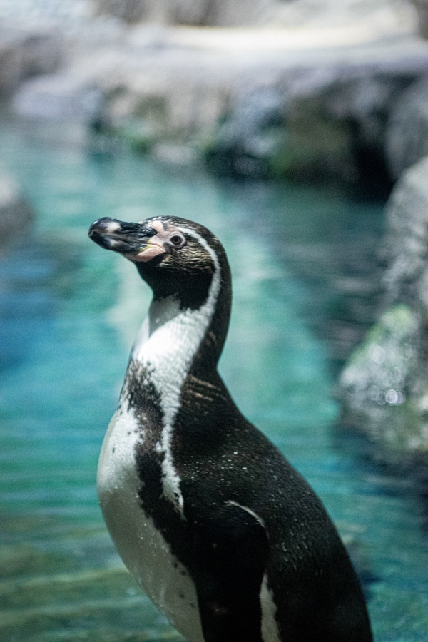 HouZoo_penguin