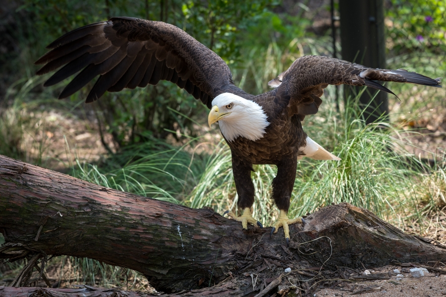 HouZoo_bald-eagle