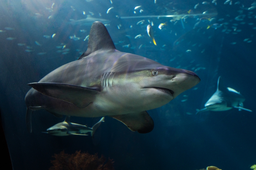 Shedd_sharks