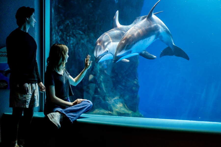 Shedd_dolphins