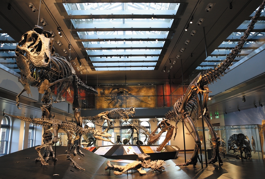 NHMLA_Trex