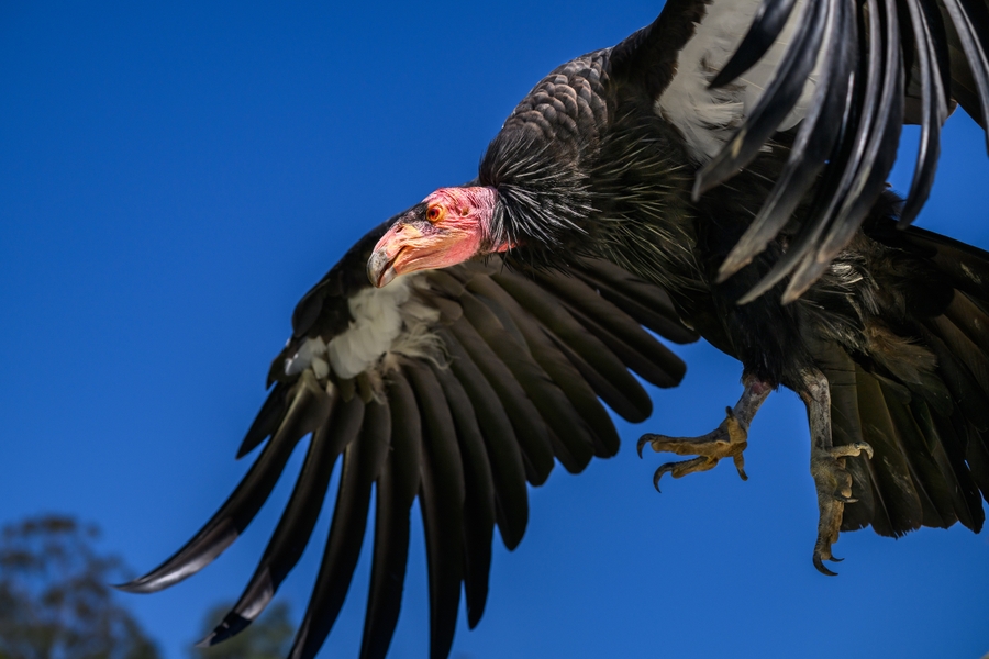 LAZoo_Birdshow