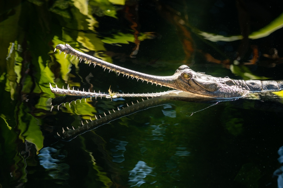 LAZoo_gharial_HERO