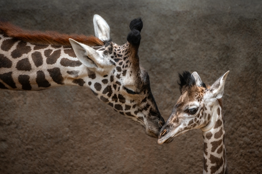 LAZoo_brotherly-love