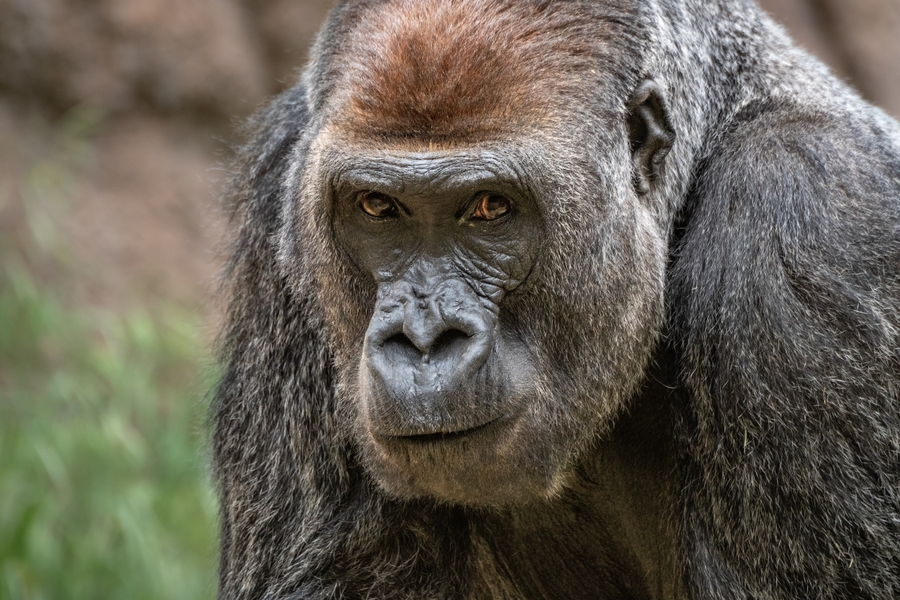 ZAZoo_gorilla-Kelly