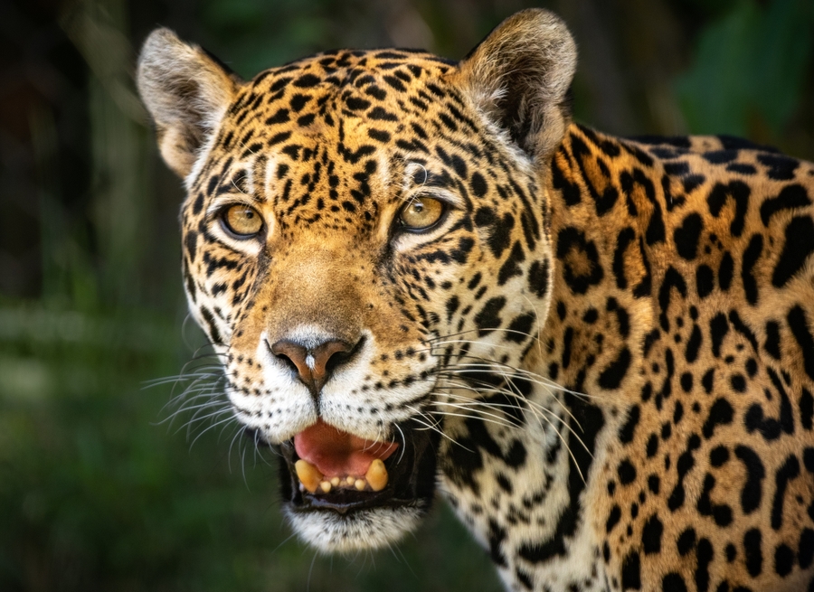 LAZoo_jaguar