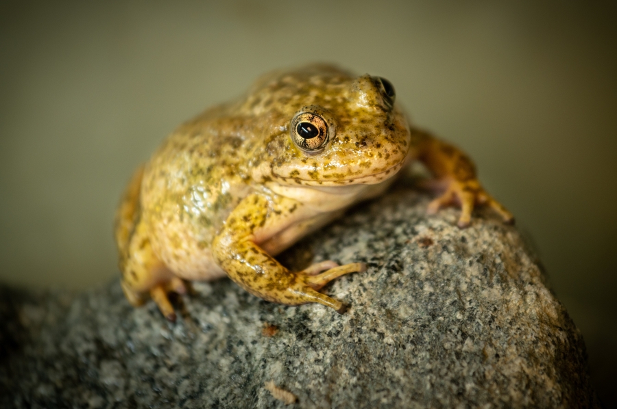 LAZoo_pregnant-frog