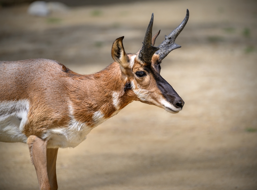 LAZoo_pronghorn