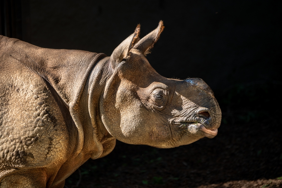 LAZoo_rhino-Marshall