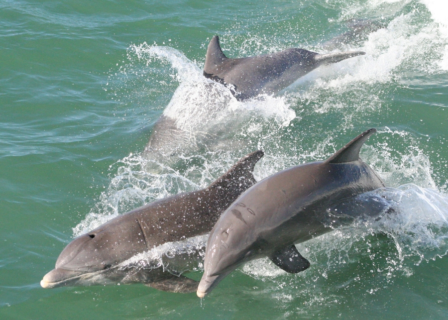 Tropics_dolphins