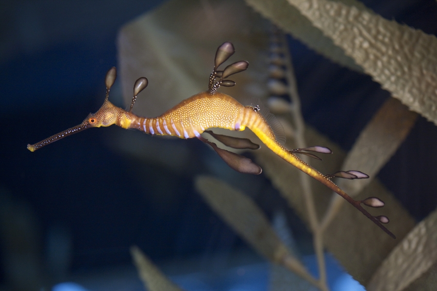 Shedd_weedy-seadragon