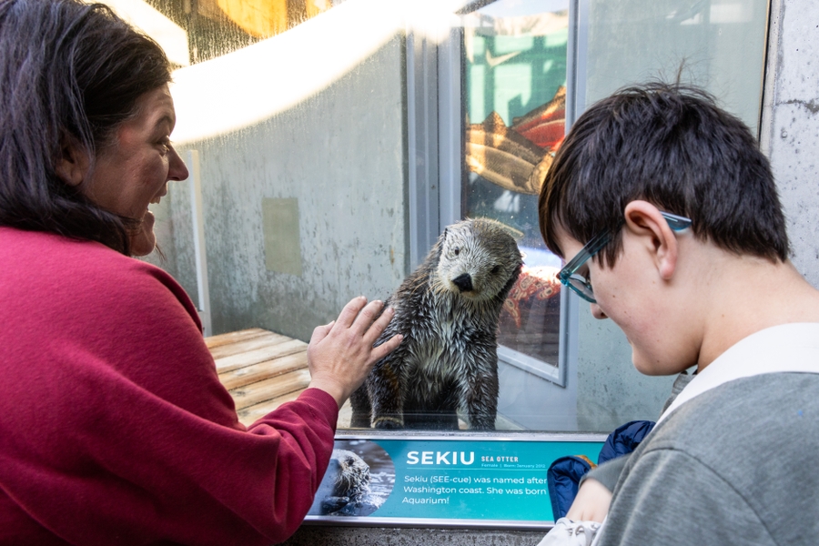 SA_curious-otter