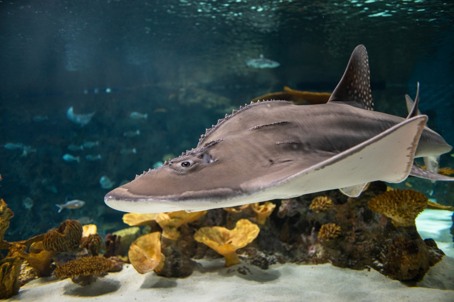 SA_bowmouth-guitarfish