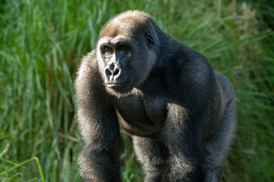 HouZoo_gorilla