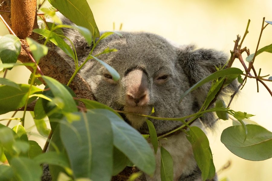 SFZoo_koala_3
