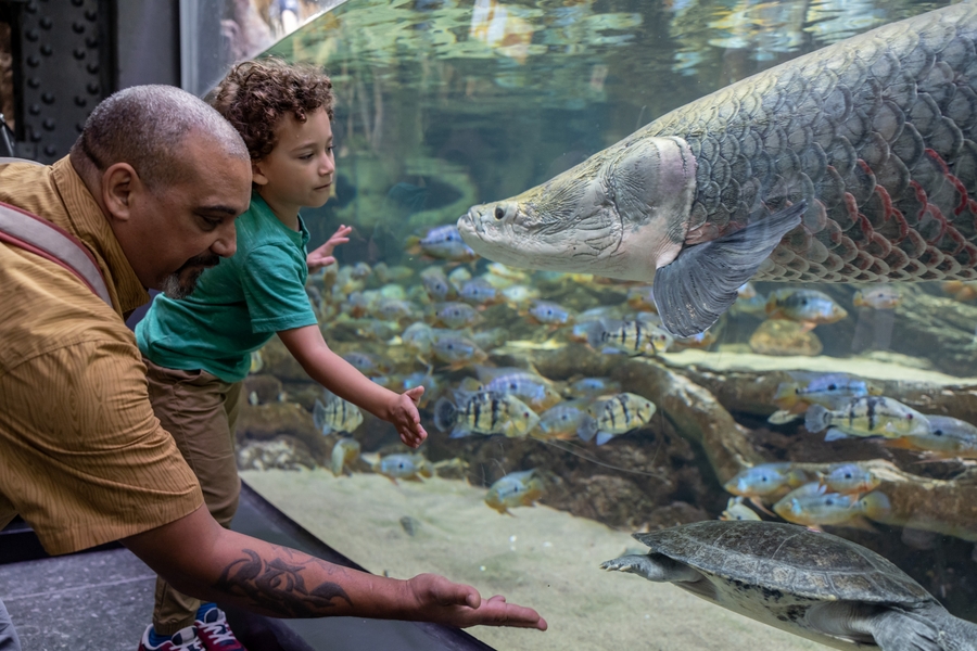 Shedd_AmazonRising