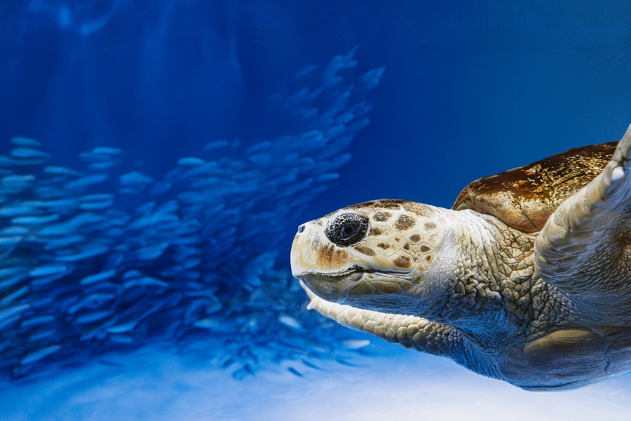 5 Birch Aquarium - Living Seas - Loggerhead Sea Turtle -May2025-102 2
