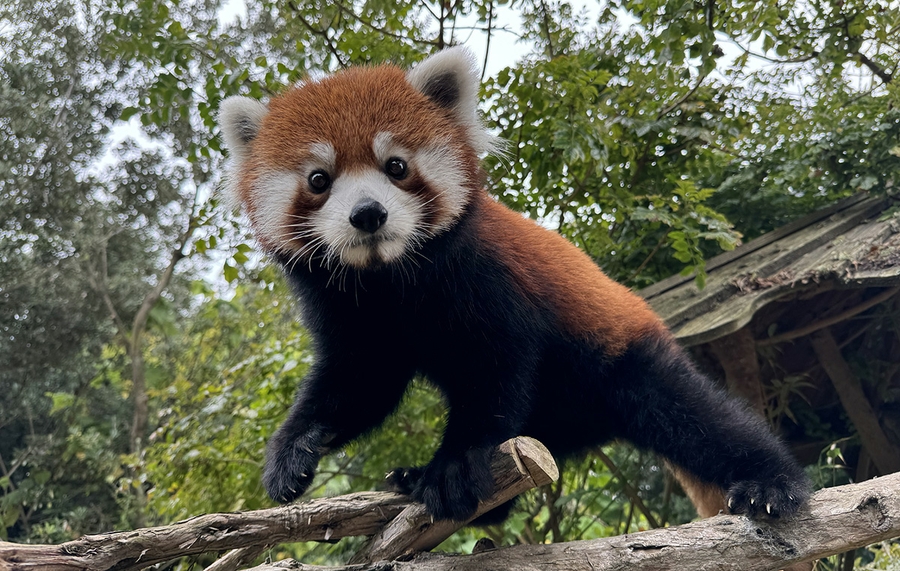 SFZoo_red-panda_6
