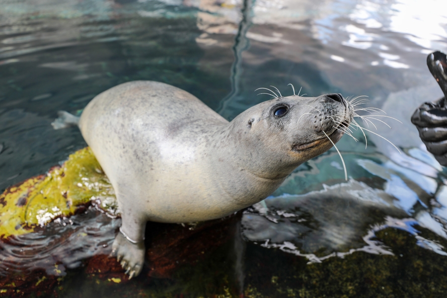NEA_Atlantic-harbor-seal