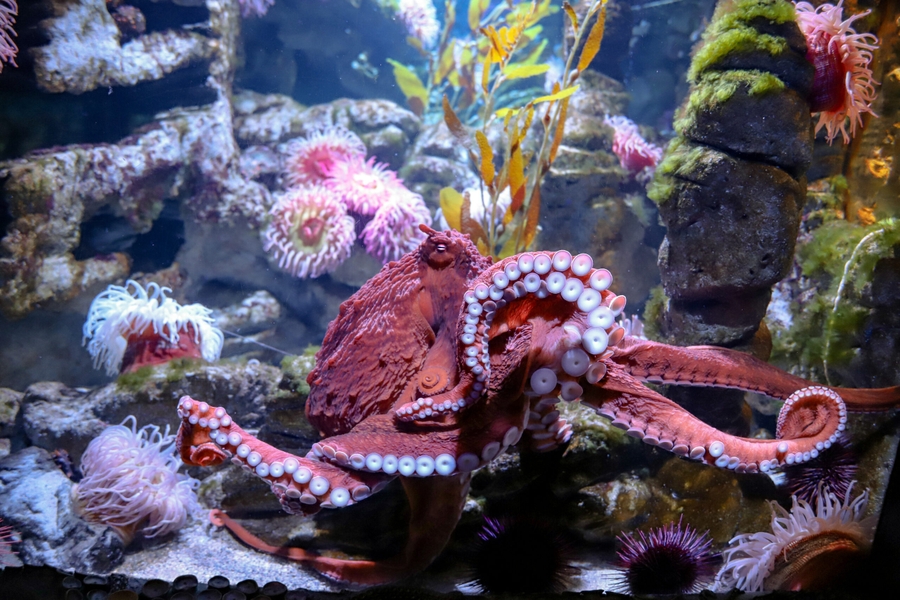 NEA_giant-Pacific-octopus