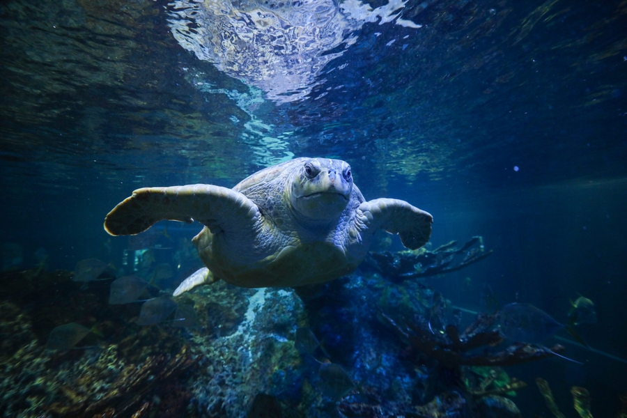 NEA_sea-turtle