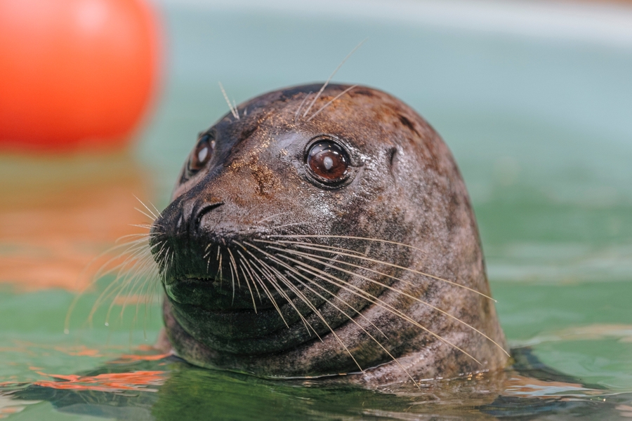 CMA_harbor-seal