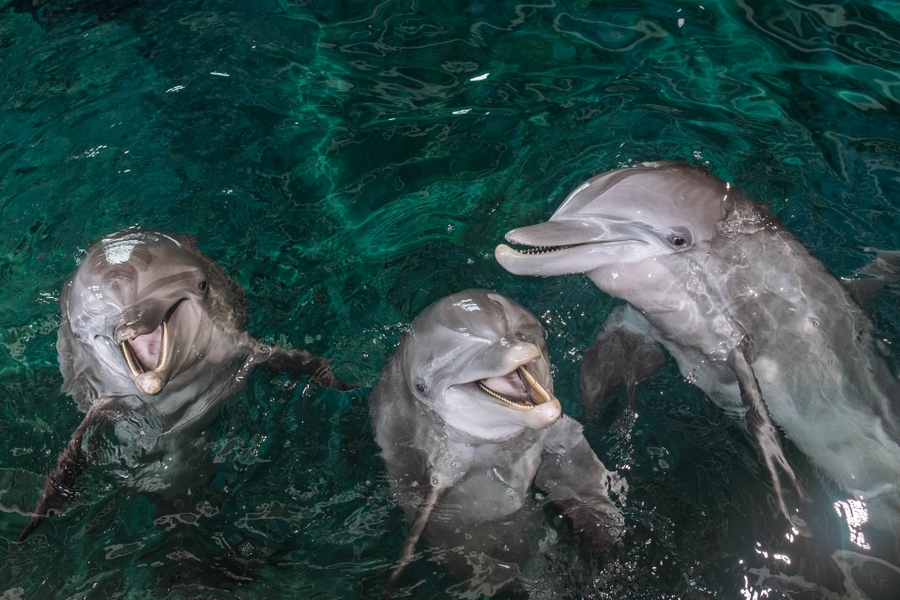 CMA_dolphins