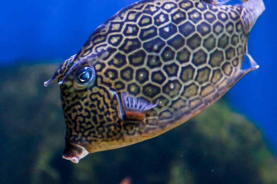 TFA_cowfish