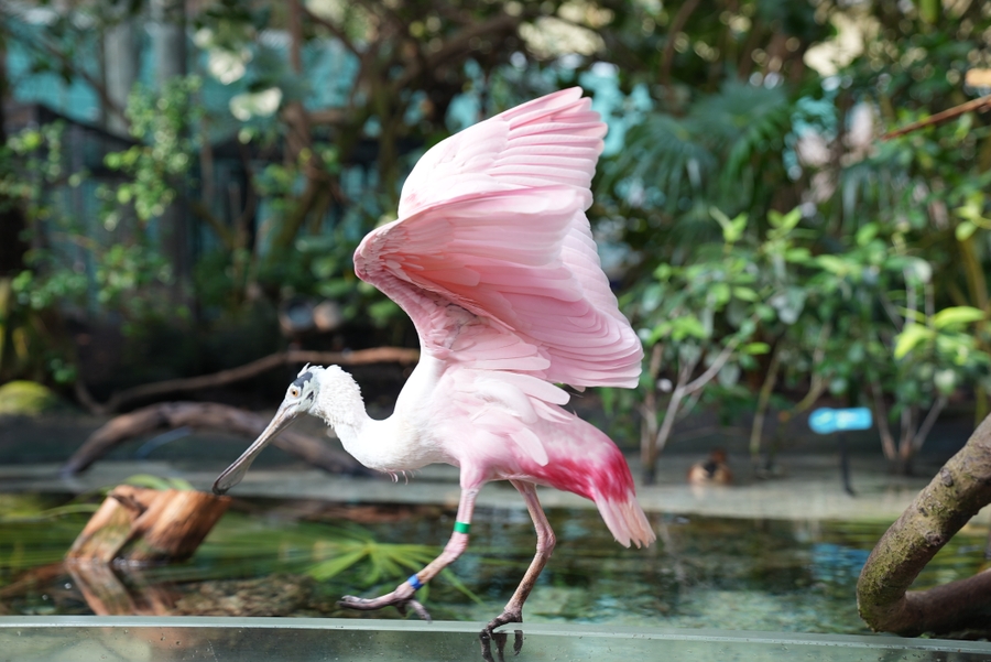 TFA_roseate-spoonbill