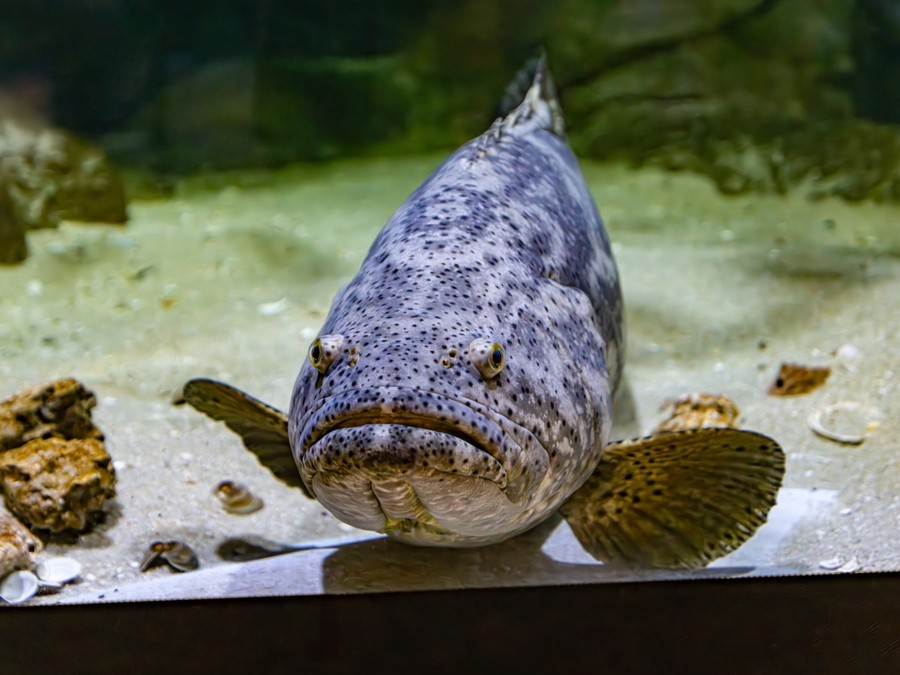 TFA_grouper