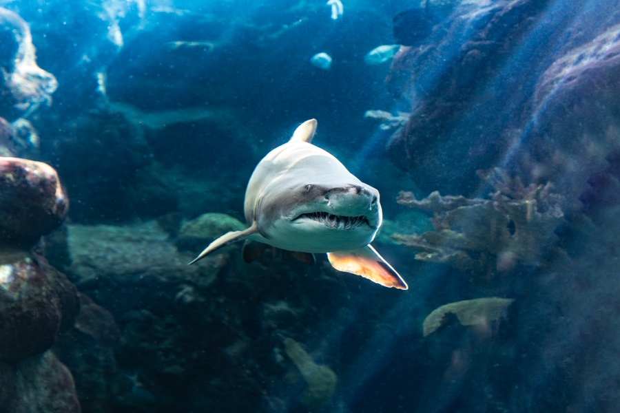 TFA_shark_HERO