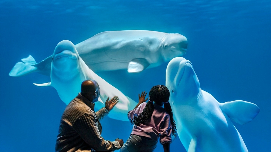 Shedd_Belugas-triangle