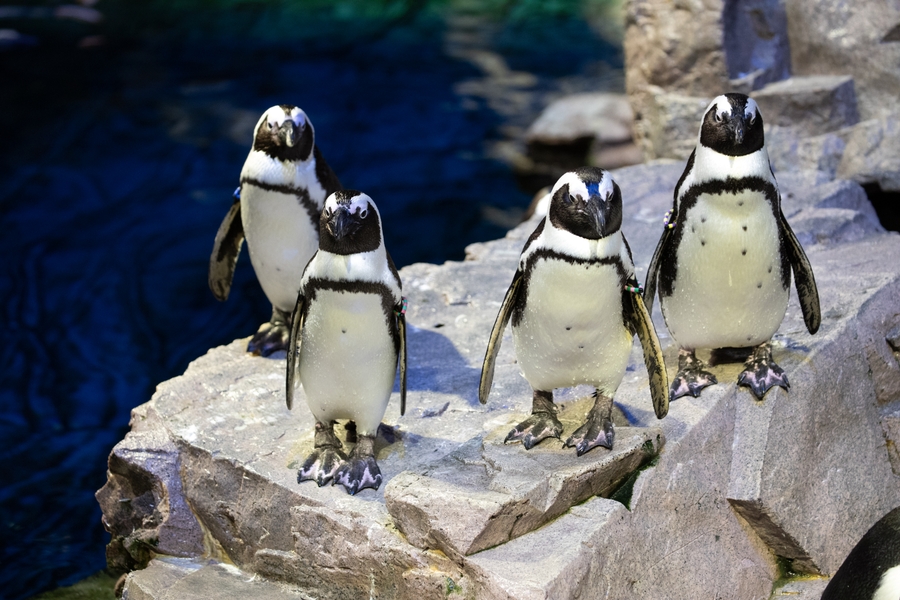 NEA_penguins-lineup