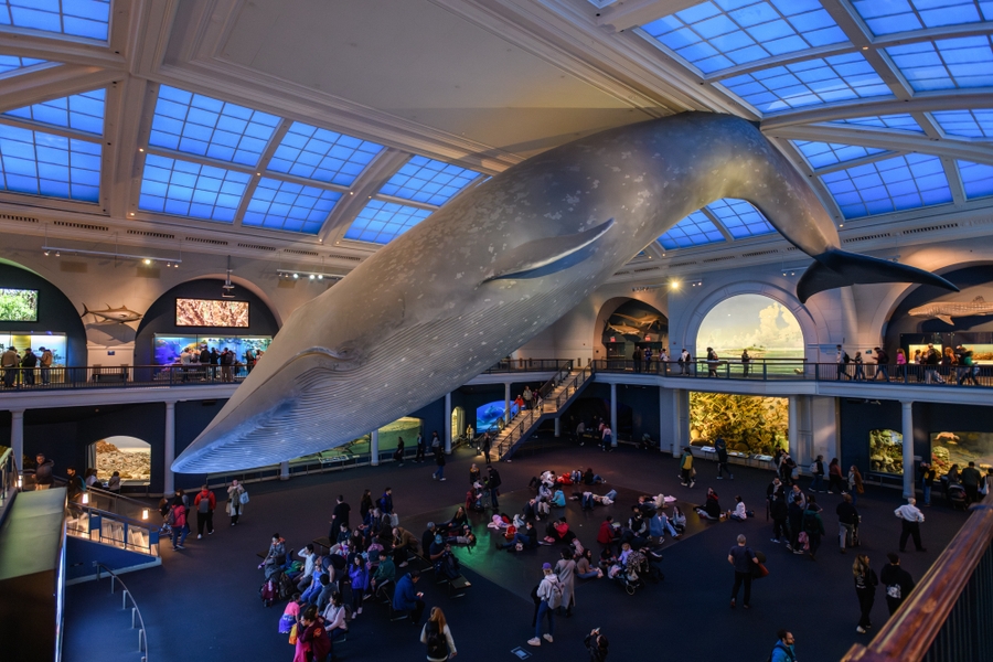 AMNH_whale