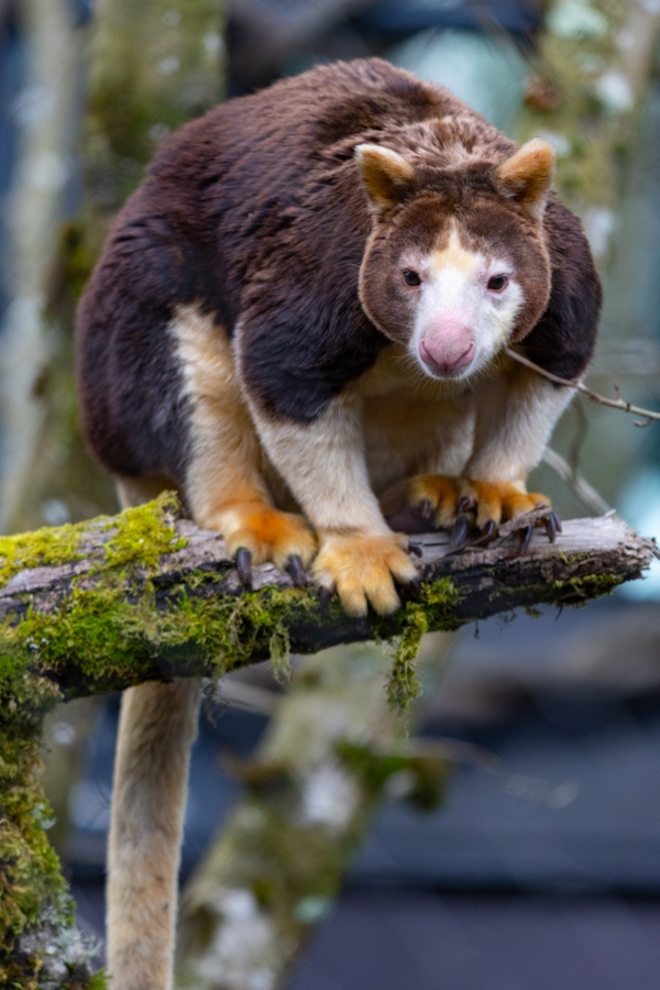 RS52655_2026_03_05 FTH tree kangaroo-13 (1)