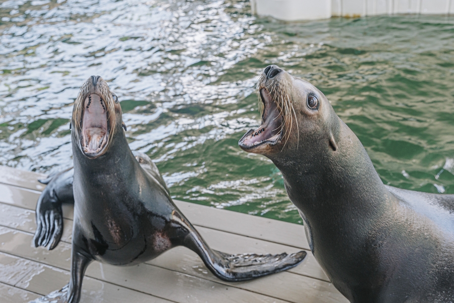 Sea Lions 2