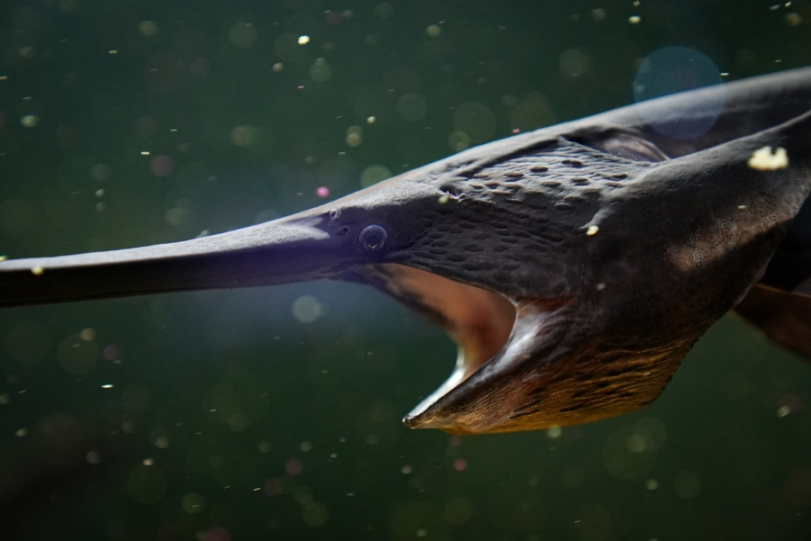 TFA_paddlefish