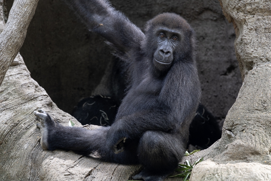 ZooAtl_gorilla