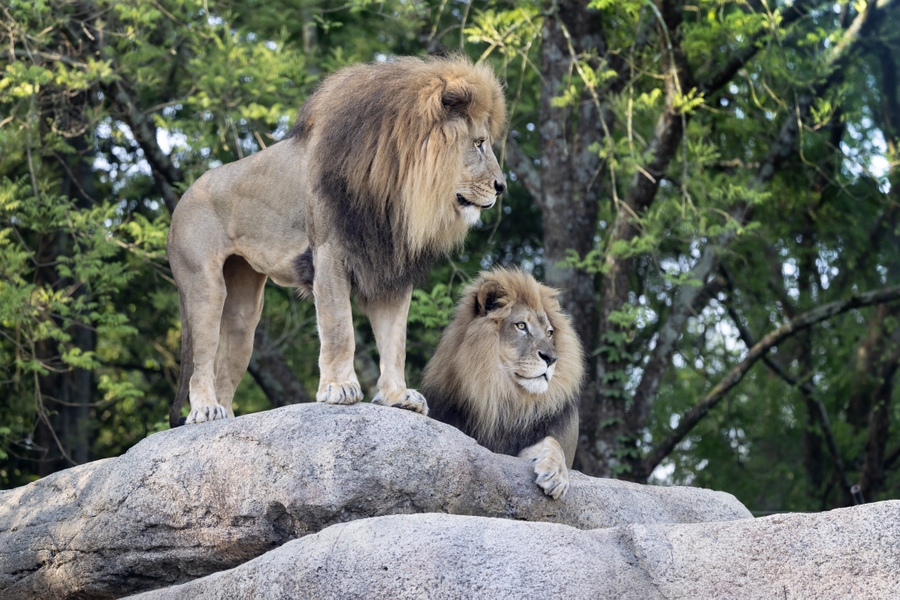 ZooAtl_lion-pair