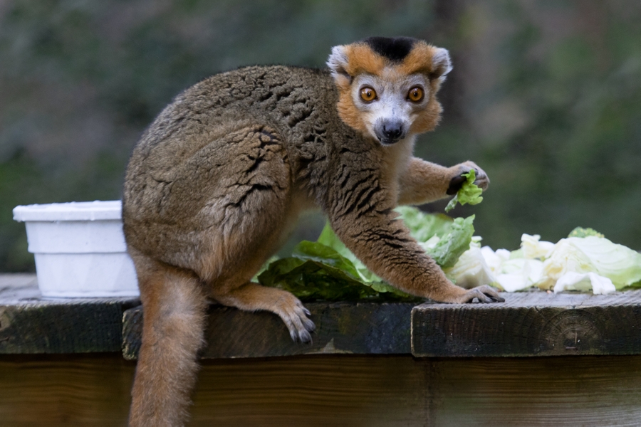 ZooAtl_crowned-lemur