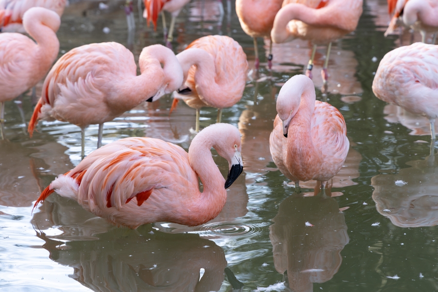 ZooAtl_flamingo-flock