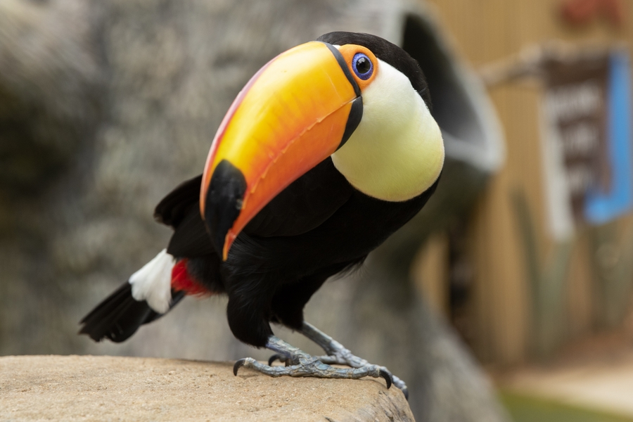 ZooAtl_tucan