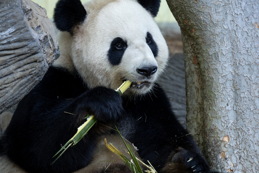 ZooAtl_panda-PingPing